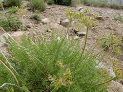 Cymopterus hendersonii