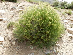 Cymopterus hendersonii