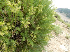 Cymopterus hendersonii