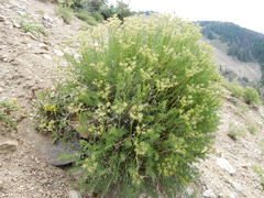 Cymopterus hendersonii