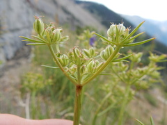 Cymopterus hendersonii