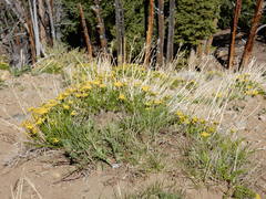 Cymopterus hendersonii