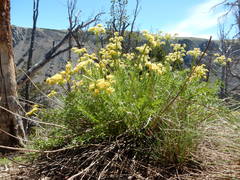 Cymopterus hendersonii