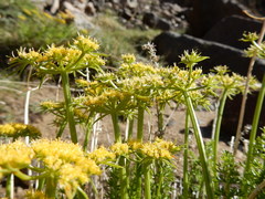 Cymopterus hendersonii