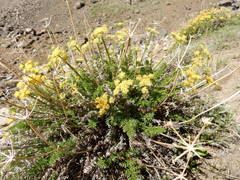 Cymopterus hendersonii