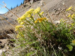 Cymopterus hendersonii