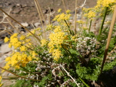 Cymopterus hendersonii