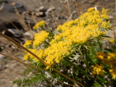 Cymopterus hendersonii