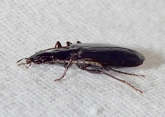 Platynus cincticollis