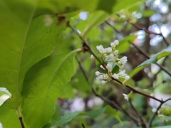 Gymnosporia acuminata