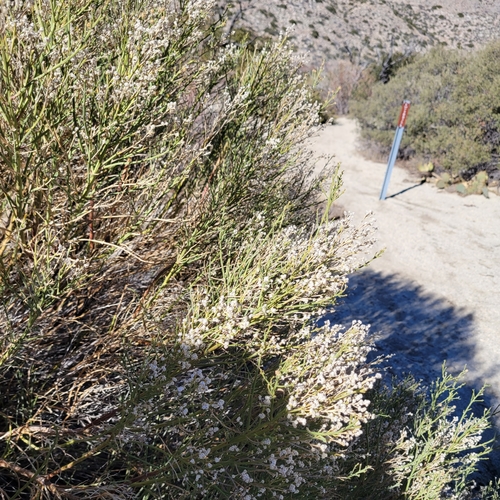 Image of Baccharis sergiloides by no rights reserved
