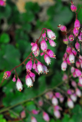 Heuchera pulchella