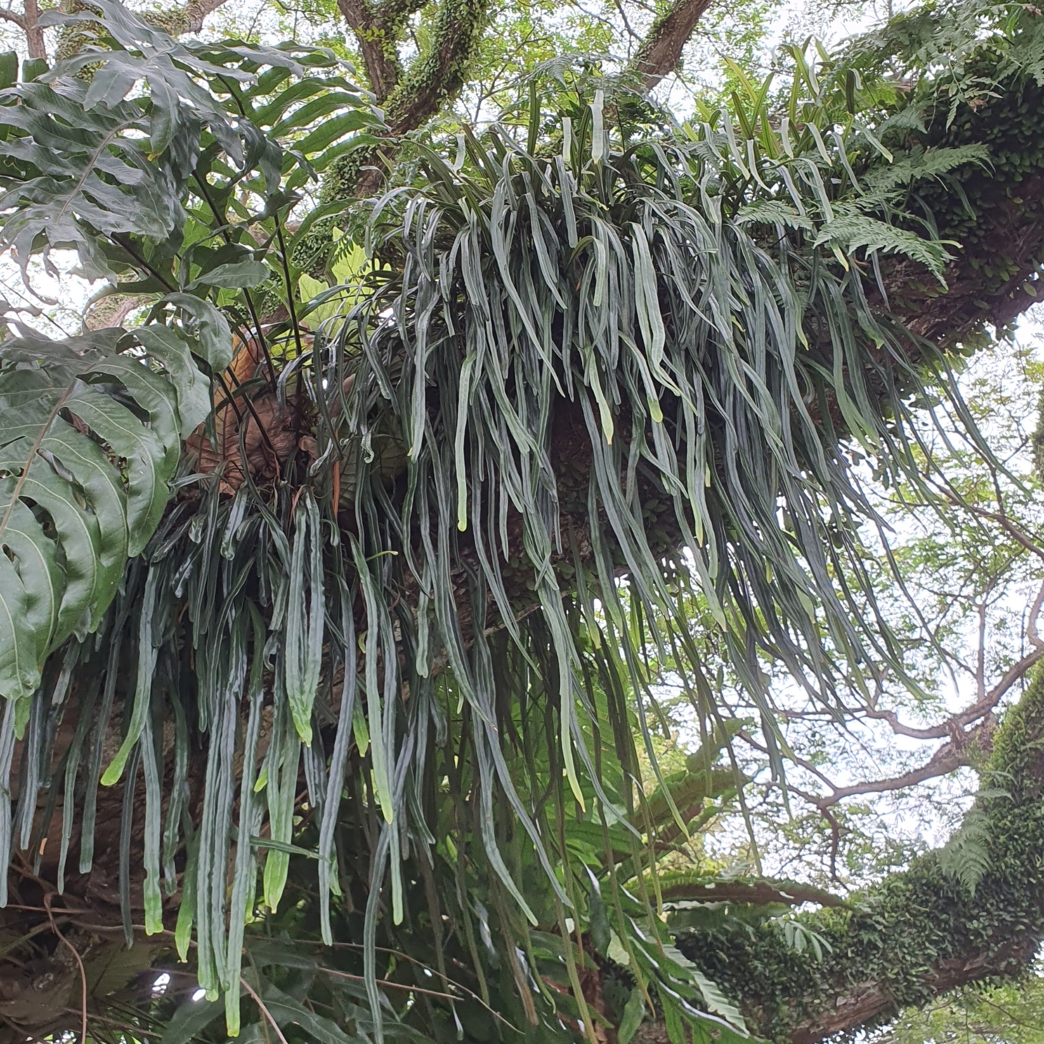 Pyrrosia longifolia