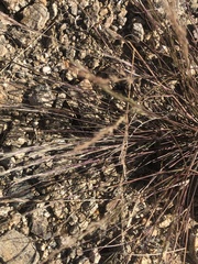 Muhlenbergia microsperma