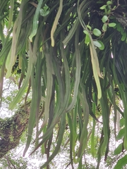 Pyrrosia longifolia