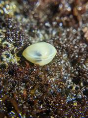 Kellia laperousii