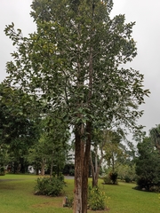 Dipterocarpus retusus