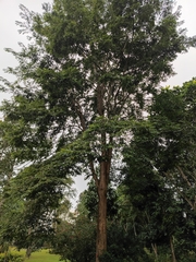 Pterocarpus macrocarpus