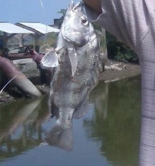 Rhencus macracanthus