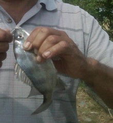 Rhencus macracanthus