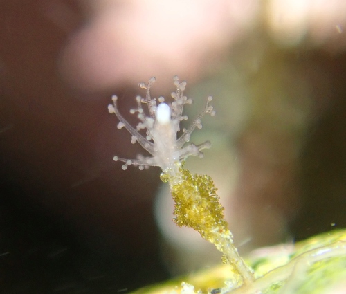 Representative image of Cladocorynidae