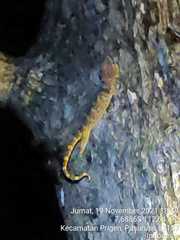 Gekko gecko