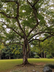 Cassia javanica nodosa