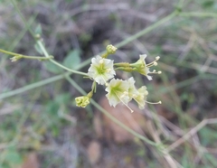 Commicarpus scandens