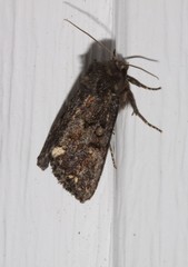 Melanchra pulverulenta