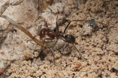 Iridomyrmex discors