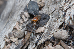Iridomyrmex rubriceps