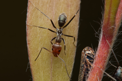 Iridomyrmex rubriceps