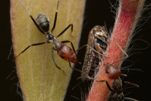 Meat Ants photo 4