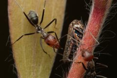 Iridomyrmex rubriceps