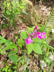 Scutellaria seleriana
