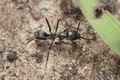 Iridomyrmex mayri