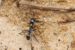 Iridomyrmex mayri