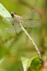 Progomphus clendoni