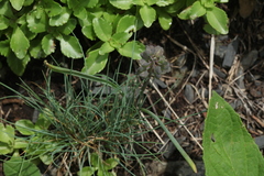 Muscari coeruleum