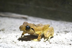 Pristimantis taeniatus