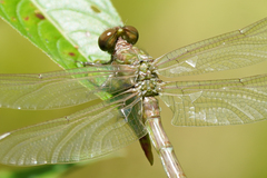 Progomphus clendoni