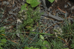 Muscari coeruleum