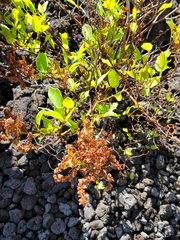 Rumex skottsbergii