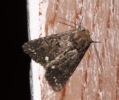 Melanchra pulverulenta