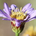 Afroaster - Photo (c) fayne, μερικά δικαιώματα διατηρούνται (CC BY-NC), uploaded by fayne