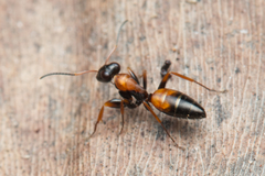 Opisthopsis picta