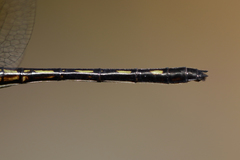 Macrothemis hemichlora