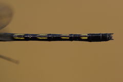 Macrothemis hemichlora