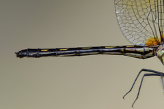 Macrothemis hemichlora