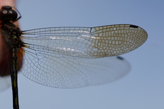 Macrothemis hemichlora